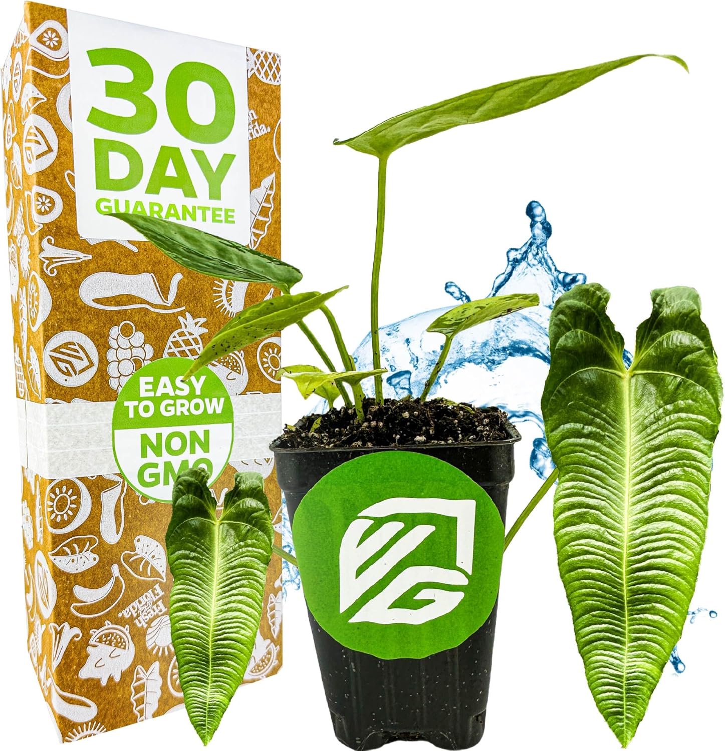King Veitchii Anthurium - Anthurium Veitchii by Wellspring Gardens - Live Starter Plant - Live Indoor Plant - Ideal Air Purifying Plant for Home or Office, Great for Indoor Gardening