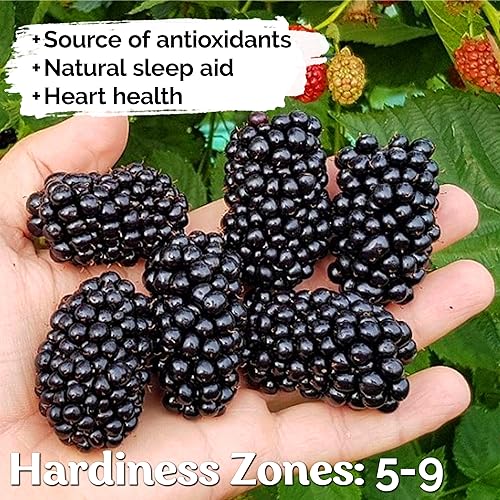 Miniatura 4 de KVITER 300 semillas gigantes de mora sin espinas (Rubus Fruticosus)  Semilla de arbusto de mora de triple corona, bayas de frutas orgánicas enormes