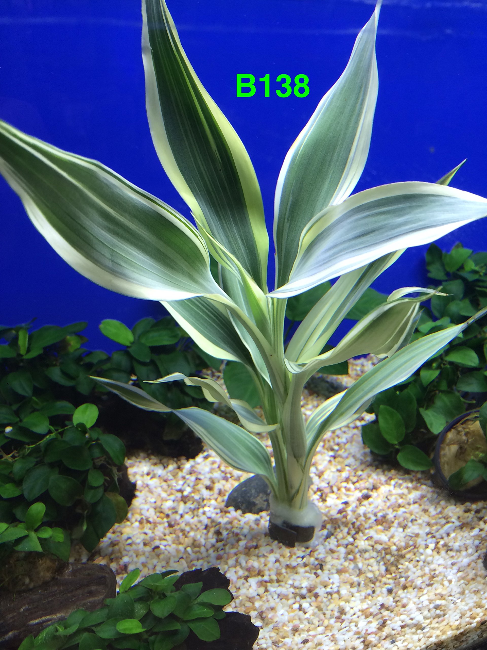 Dracaena Sanderiana Bundle Plant B138 Live Aquarium Plant Buy 2 |  Desertcart Zambia