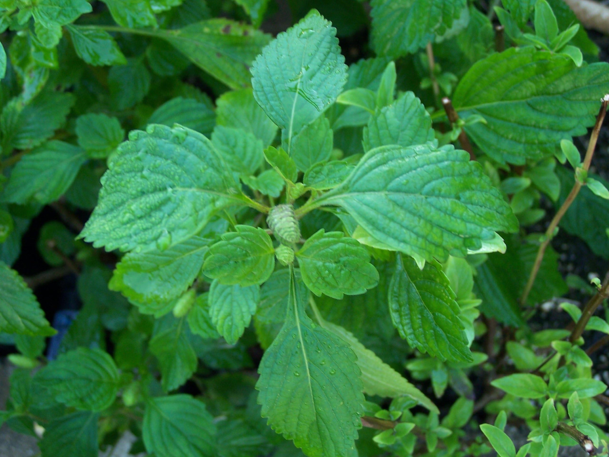Vietnamese Mint Kinh Gioi Seeds