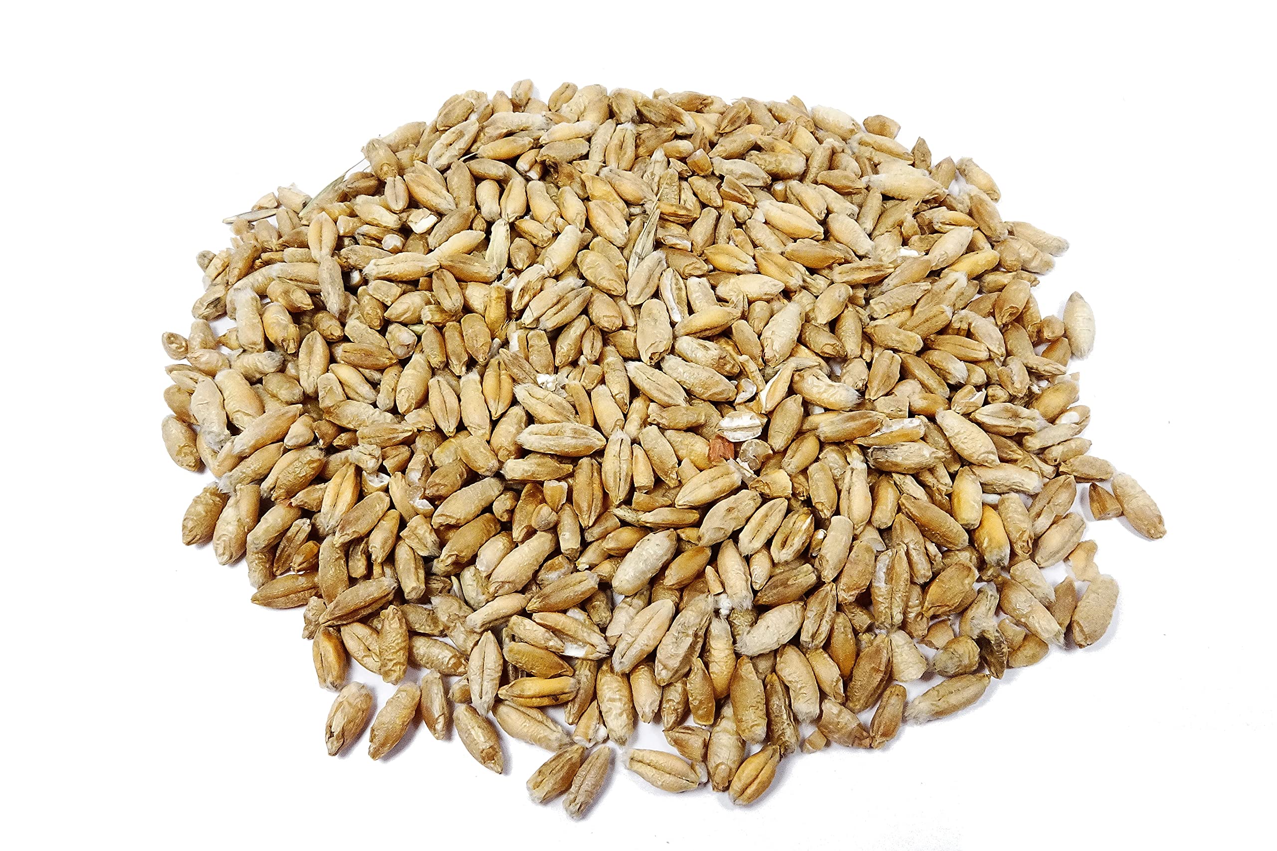 Thunder Acres Organic Non-GMO Triticale Seed (1lb)