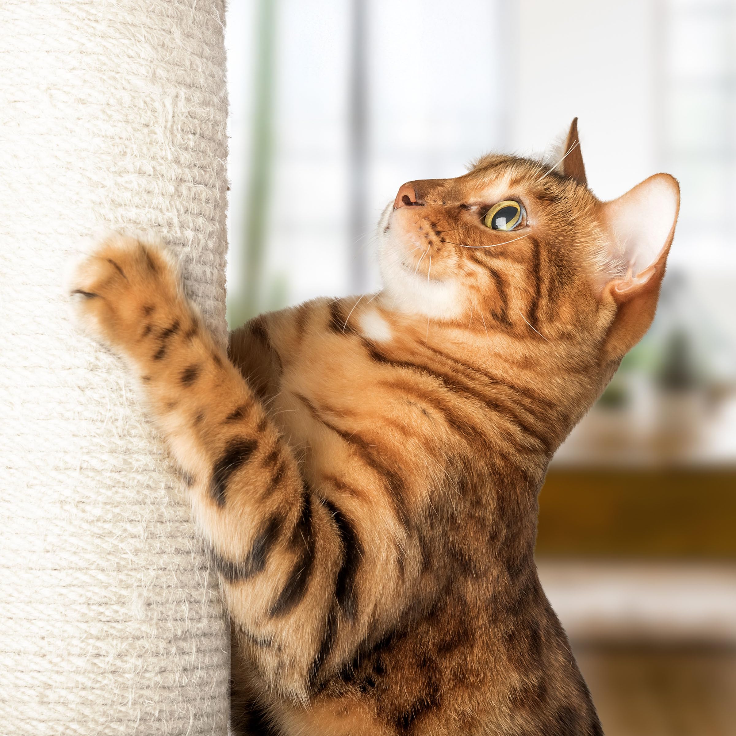 19-Inch Cat Scratching Post with Hammock ? Sisal Fabric and Carpet Small Cat Tree, Hanging Ball Toy for Adult Cats and Kittens by PETMAKER (White) 4