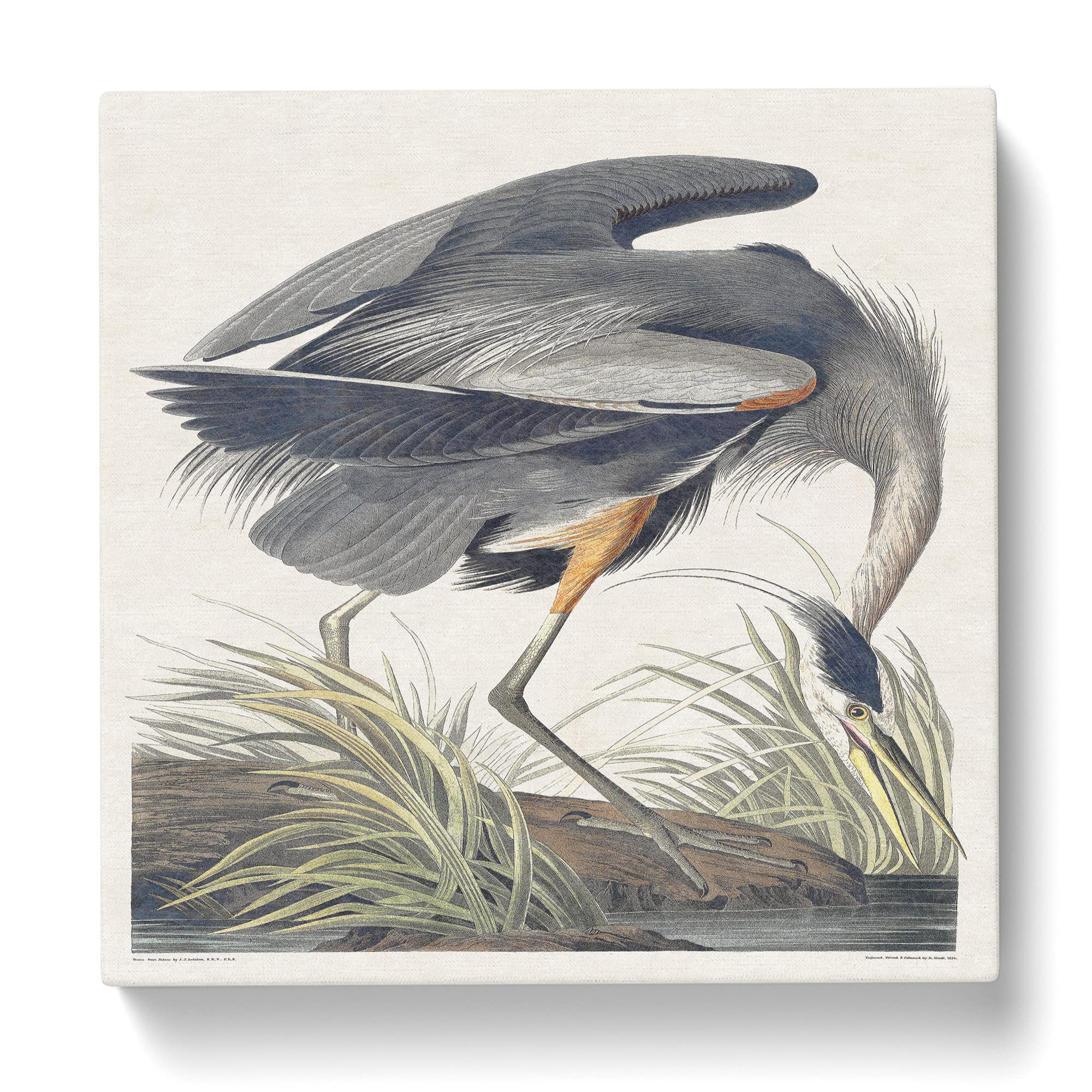 Great Blue Heron by John James Audubon Canvas Print, Mixed, 35L x 35W cm - Image 3