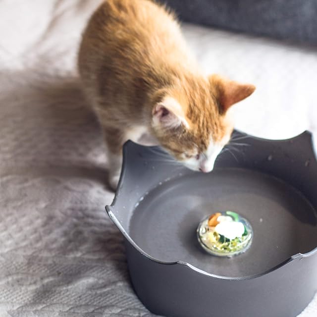 Foto 4 de 8 de VitaJuwel Cuenco de agua de cristal para gatos y perros - Negro lava
