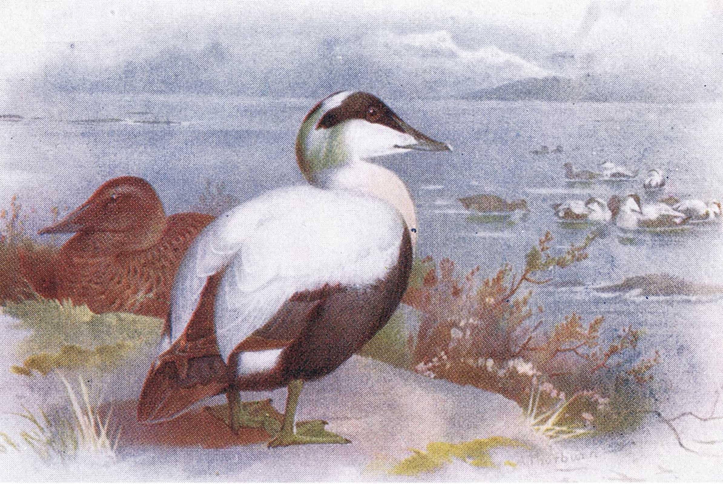 POSTERIIk Famous Print Pop Art Wall Art Graffiti by Archibald Thorburn Art Prints for Home Decor 60x90cm