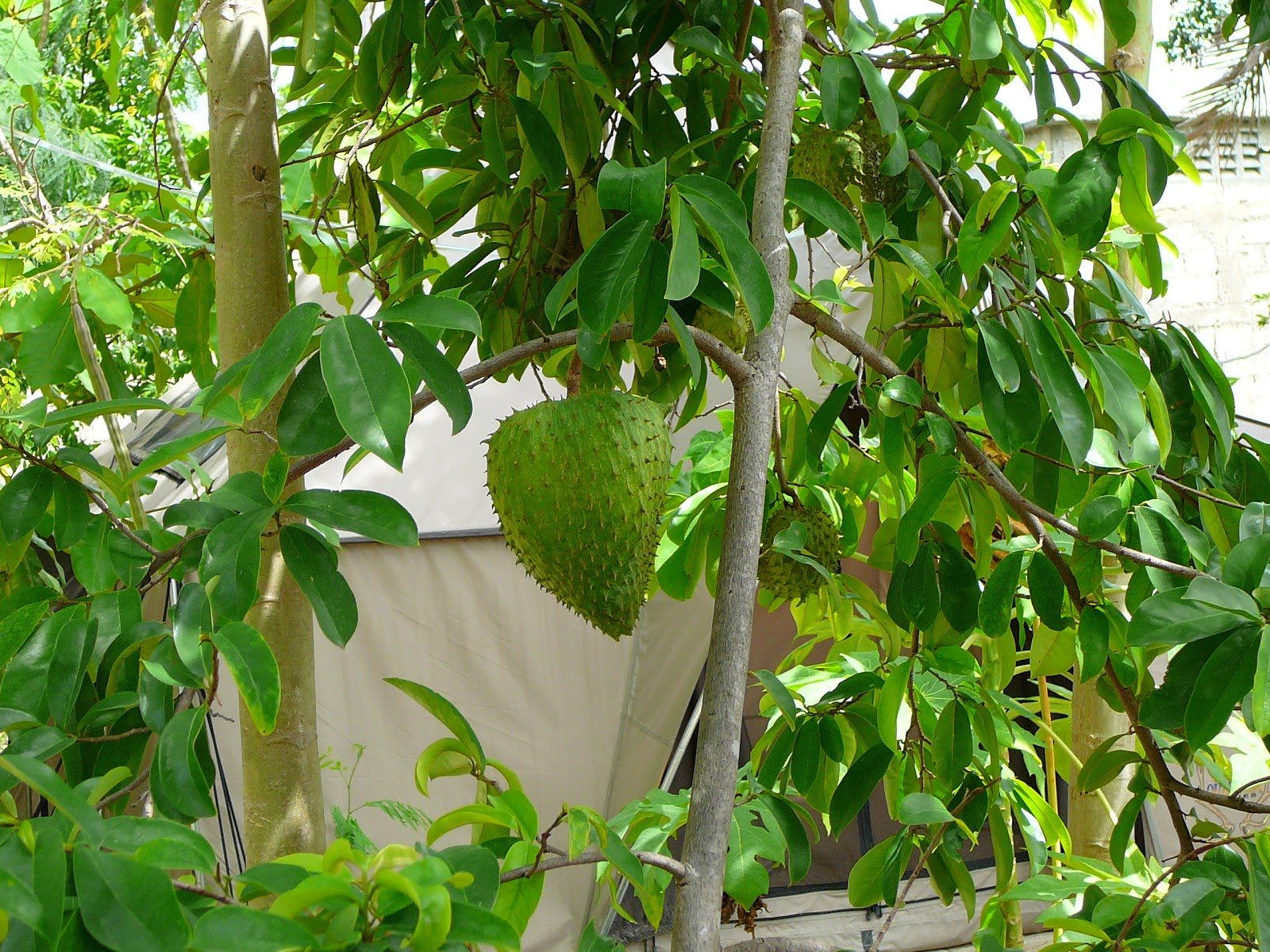 Royal Paradise Garden Rare Soursop Annona muricata Miracle Tree 1 Live Plant On Polybag (B0777HYJKC) Amazon Price History, Amazon Price Tracker