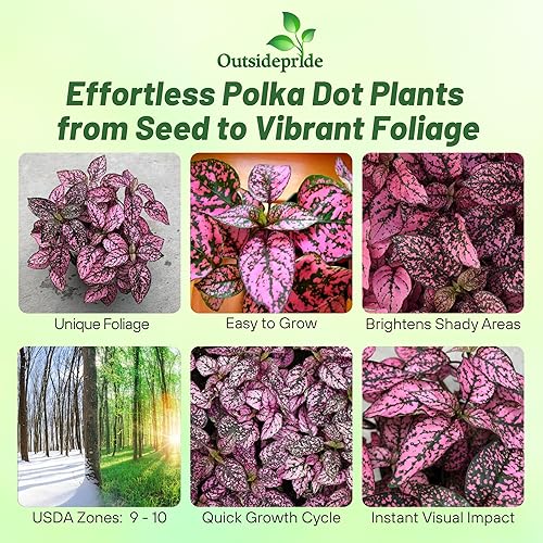 Miniatura 2 de Outsidepride 100 semillas de rosas perennes Hypoestes Semillas de flores para plantar