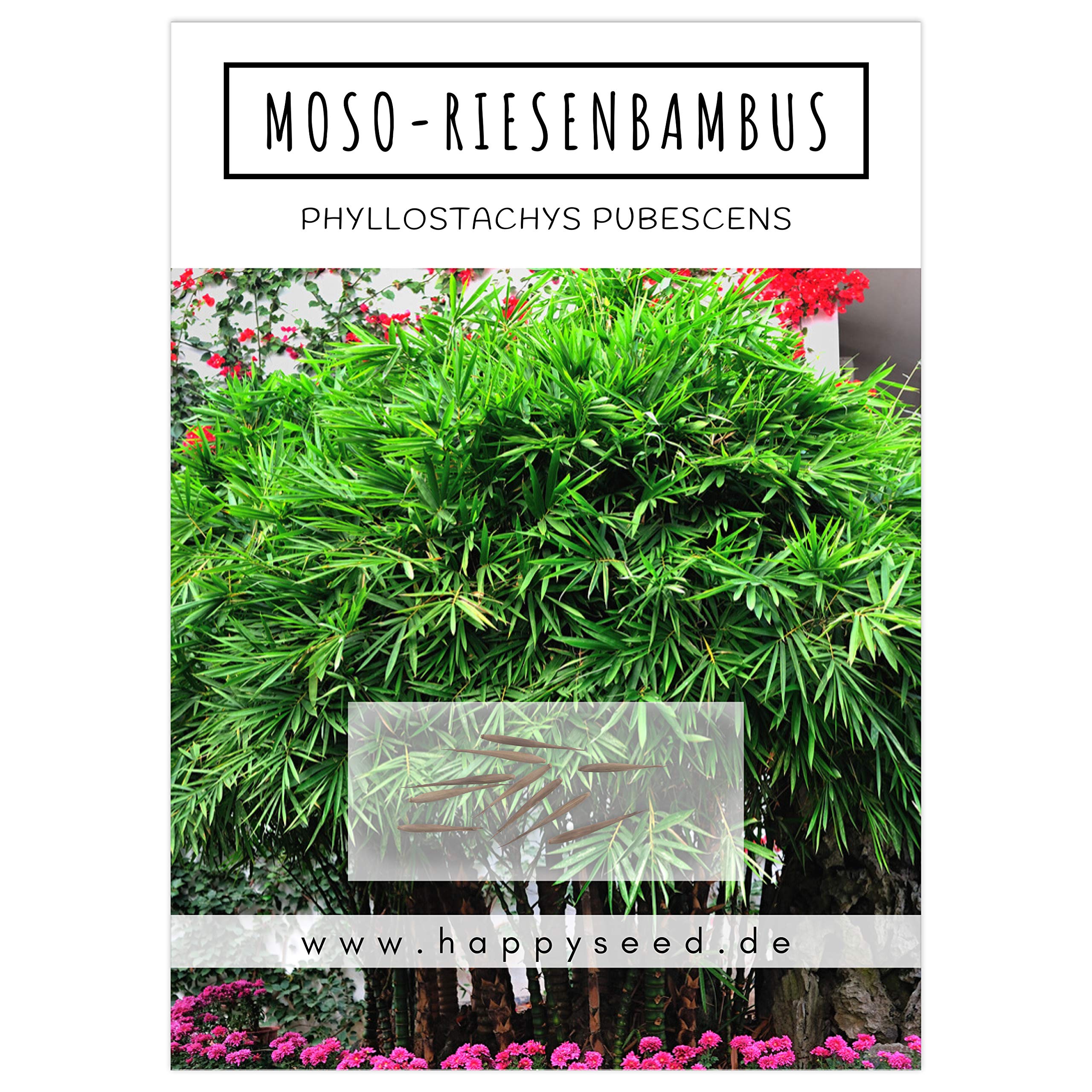 Bambus Samen mit hoher Keimrate - Bambussamen schnellwachsend & winterhart  ideal als dekorativer Sichtschutz (Moso Riesenbambus) : Amazon.de: Garten