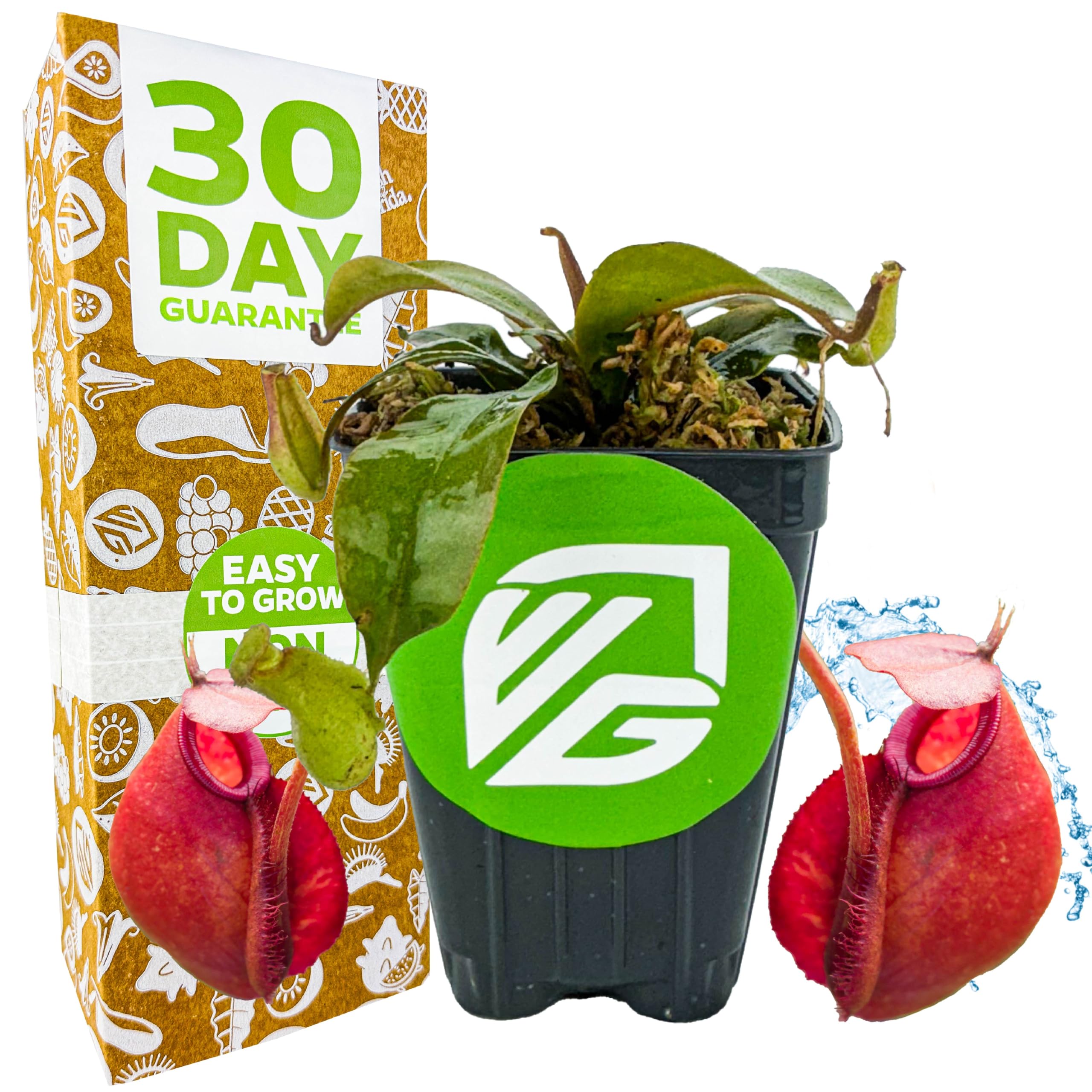 Amazon.com : Lady Luck Carnivorous Pitcher Plant - Wellspring