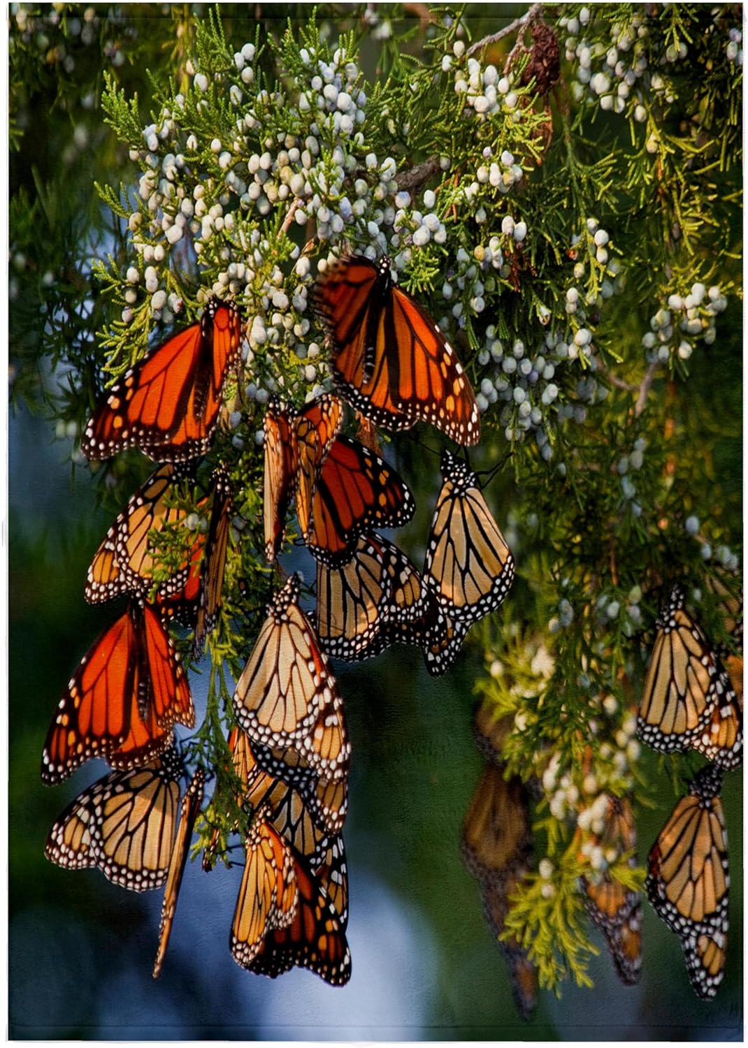 3dRose Monarch Butterflies roosting, Prairie Ridge SNA, Marion Co. IL 22x30 Bath Hand Pool Towel