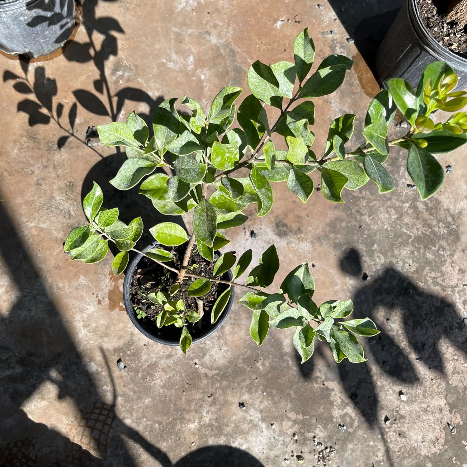 RED Strawberry Guava Tree Tropical Fruit Tree (Psidium littorale VAR. lucidum) 2'-3’ feet