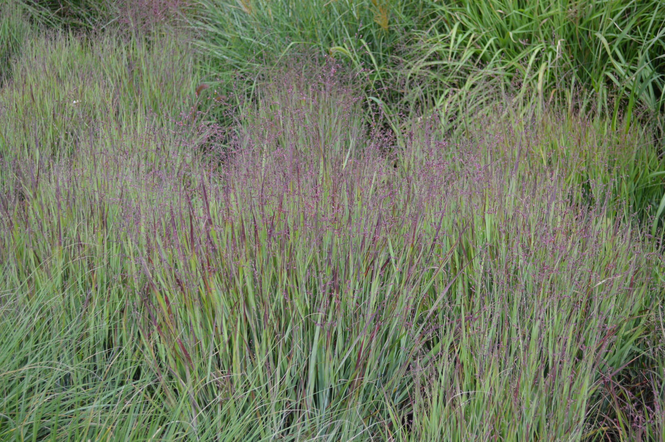 Stauden Gänge 10 x Panicum virgatum 'Heavy Metal' Blaue Rutenhirse | Blaues Ziergras für Sonne, Blüte Juli bis Oktober, mehrjährig, 1 L Topf (11x11 cm)