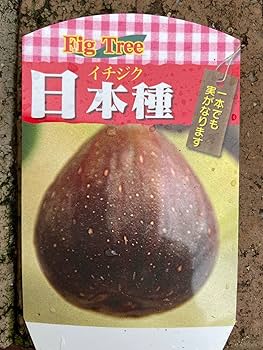 Amazon.co.jp: 【イチジク「日本種」5号1個】ficus carica fig