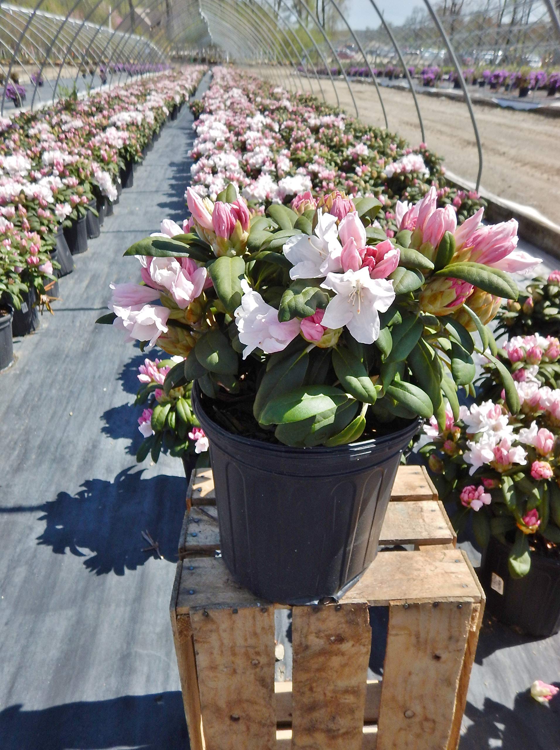 Green Promise Farms Rhododendron Yak. Princess
