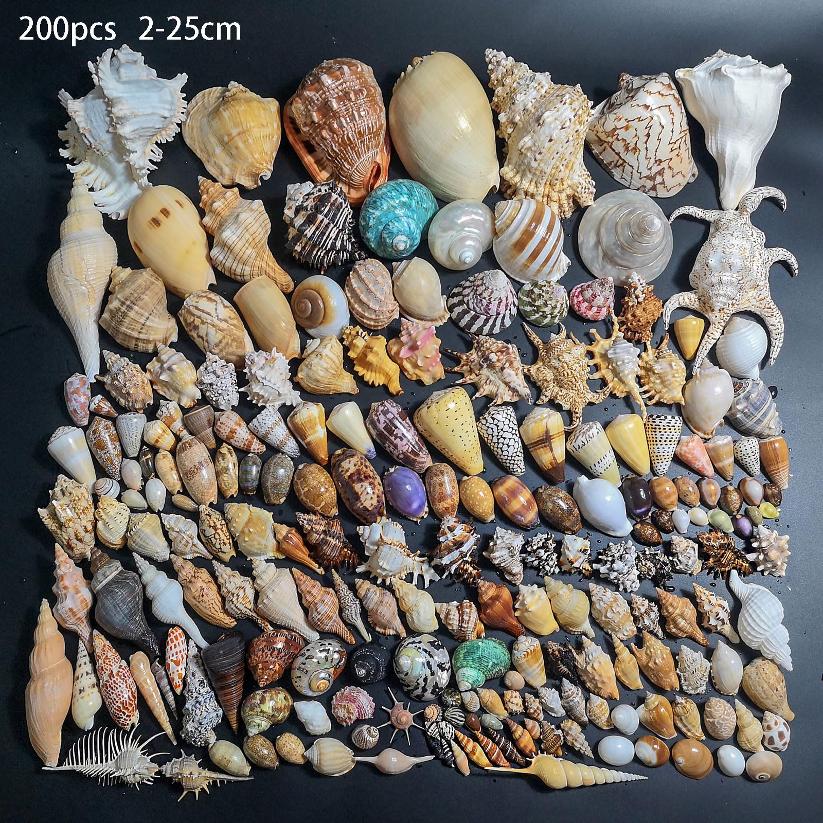 Naturalne muszle do samodzielnego wykonania i dekoracji plażowych – duży, mieszany asortyment do akwarium, na wesela i imprezy(200PCS 2-25cm)