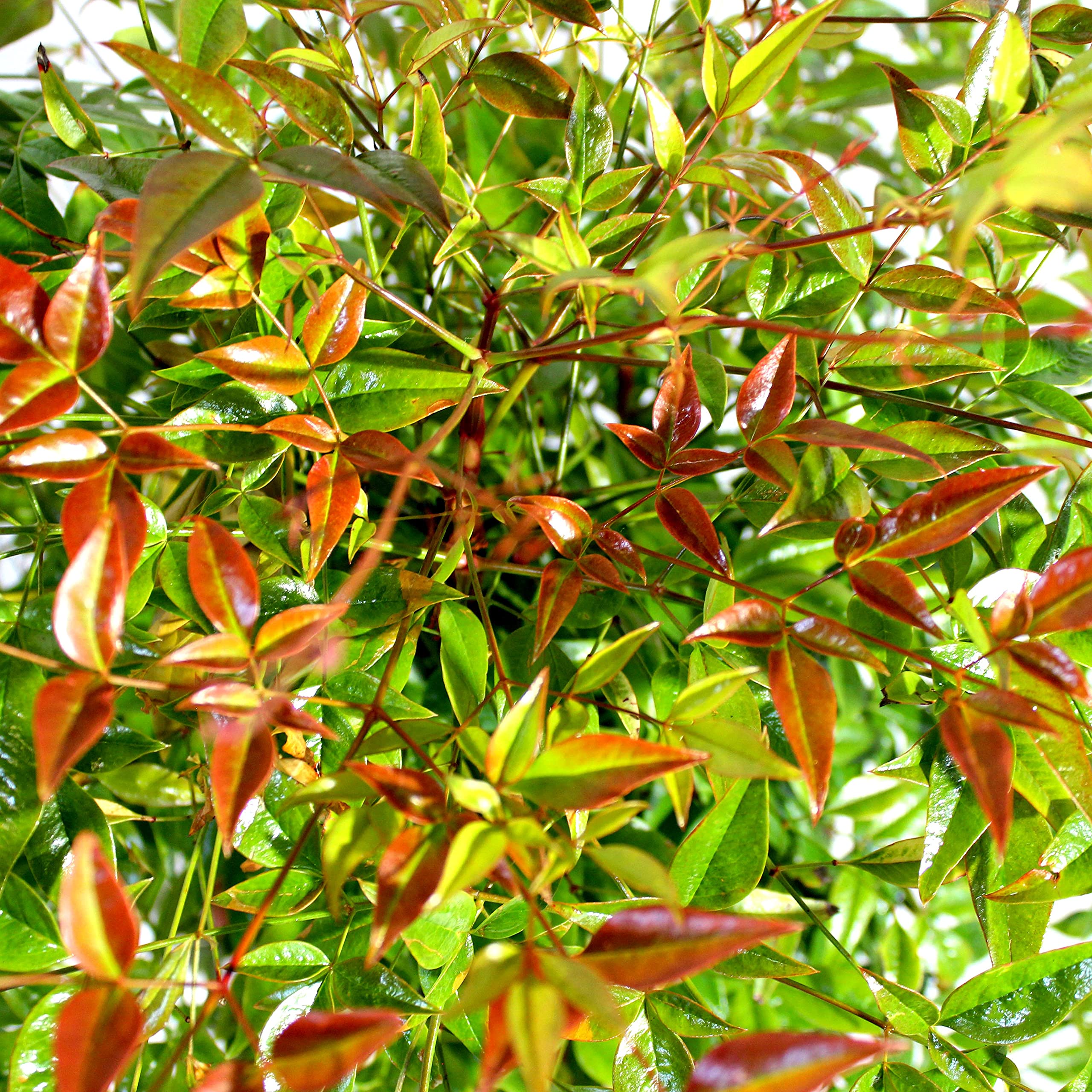 KENTIS - Nandina Domestica - Heiliger Bambus - Pflanzen Strucher - Hoch  80-100 cm Topf  24 cm : Amazon.de: Garten