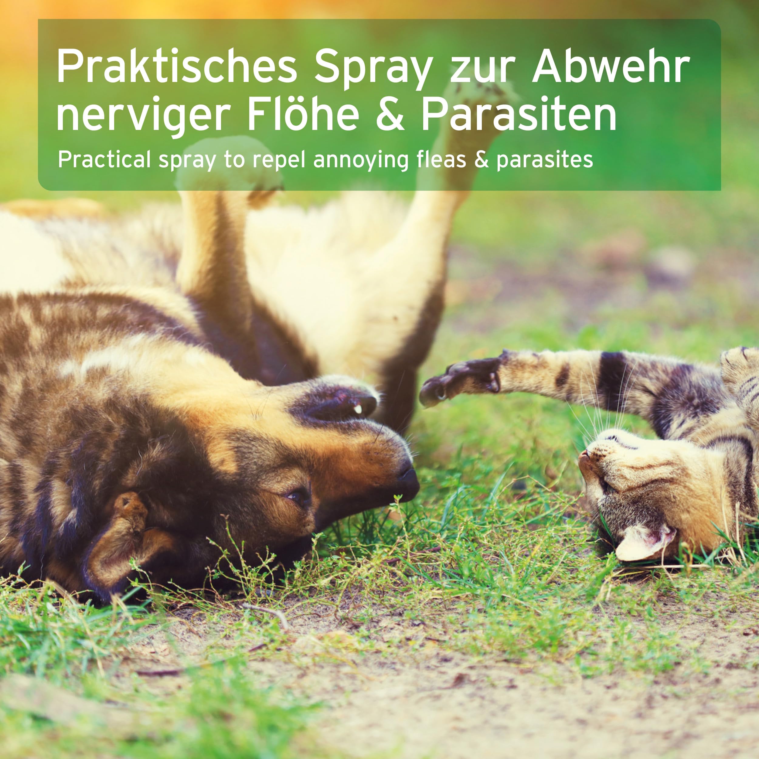 AniForte Flohspray für Hunde & Katzen 250 ml - Floh-Ex Spray zur Abwehr gegen Flöhe, Flohmittel bei Parasiten & Flohbefall, Antiflohmittel mit Geraniol & natürlichen Ölen