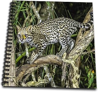 Memory Book 12 x 12 inch - Brazil, Pantanal. Ocelot on tree branch. Leopards