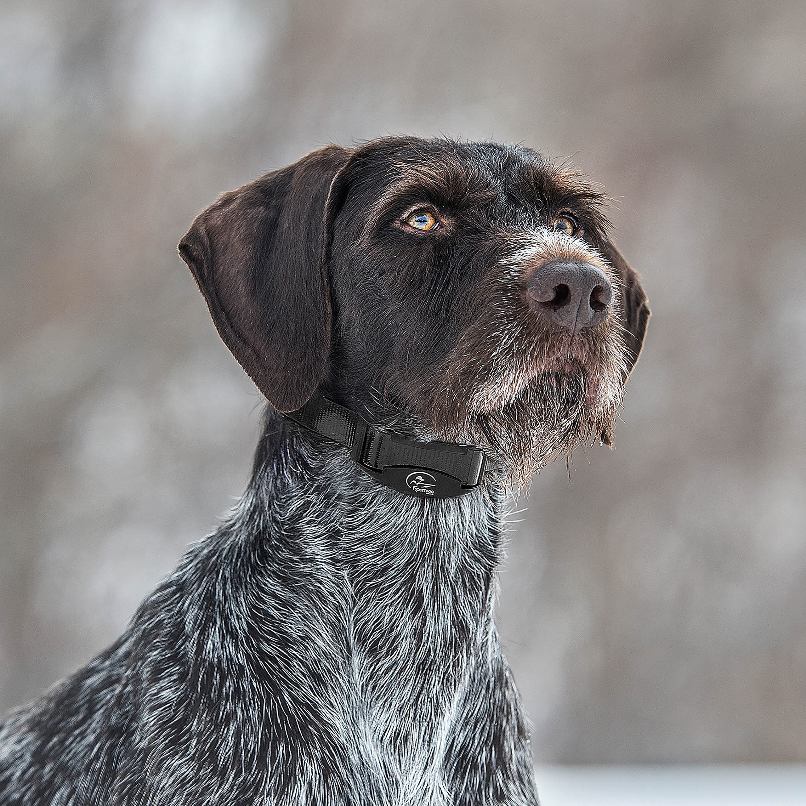 PetSafe SportDOG Collier Anti-aboiement NoBark SBC-8-E, Facile à Utiliser - étanche et Submersible - Pas de Programmation nécessaire