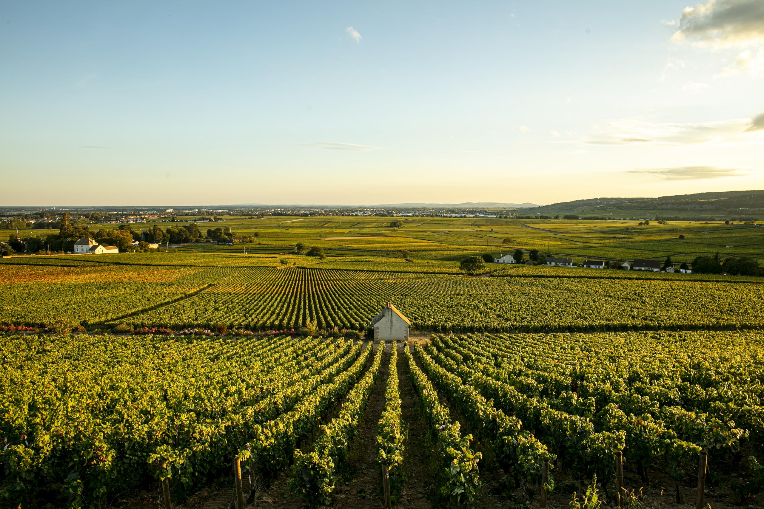 Amazon.co.jp: ルイ・ジャド シャブリ・セリエ・ド・ラ・サブリエール