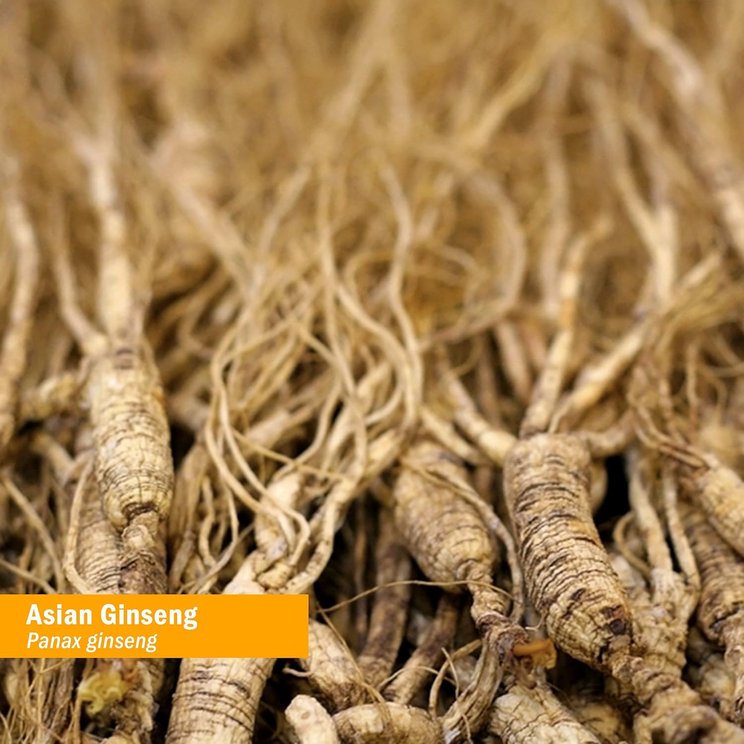 Buy Herb Pharm Asian (Panax) Ginseng Liquid Glycerite for Energy and