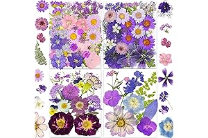 YouthBro Dried Violet Flowers Edible