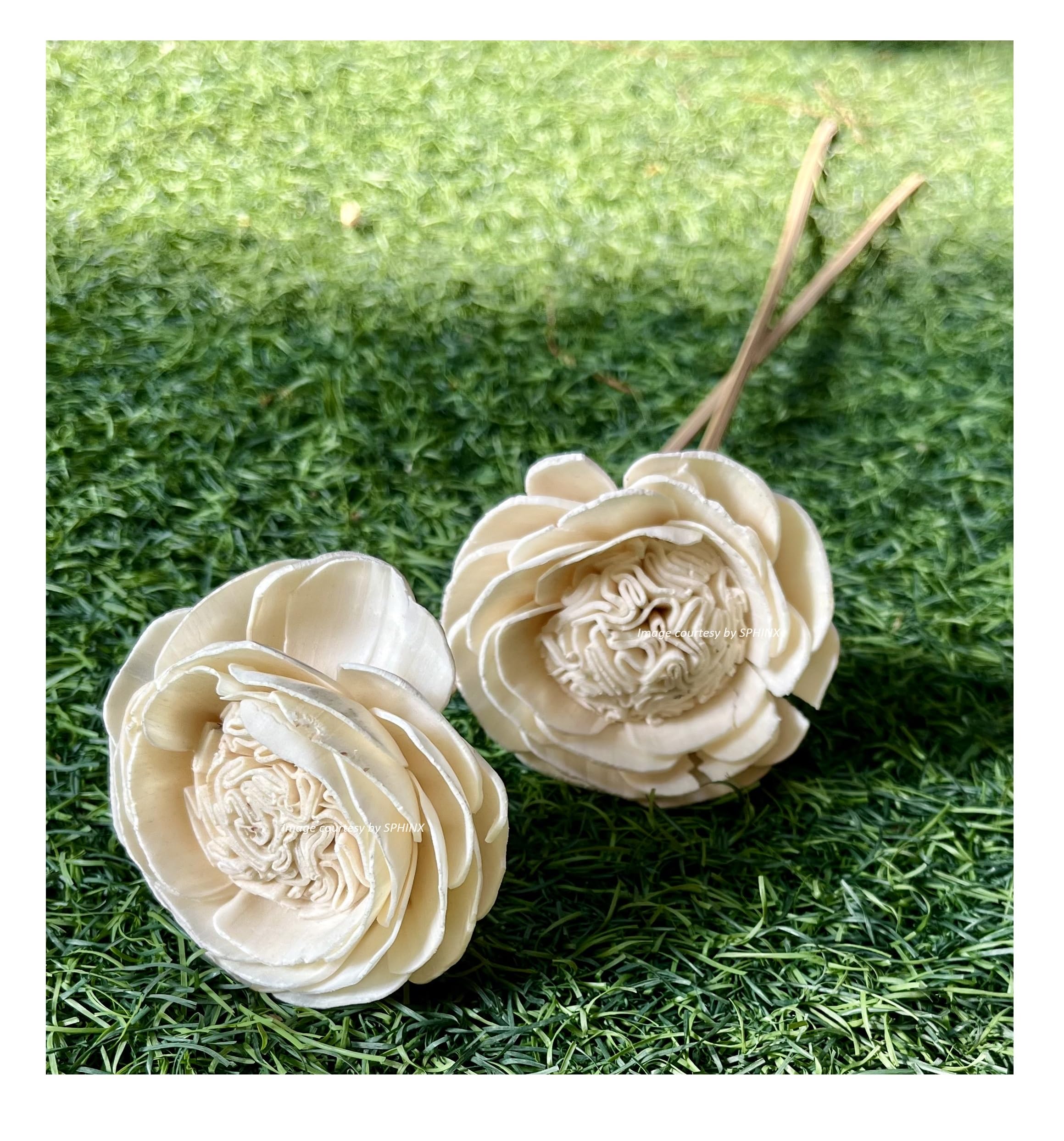 SPHINX Artisanal Handmade Sola Flower Sticks for Decorations - Natural, Sustainable, Eco-Friendly - Sola Rose, Peony, Lotus, Carnation Sticks- Height Approx 50 cms - (Natural/Off-White Lotus, 2)
