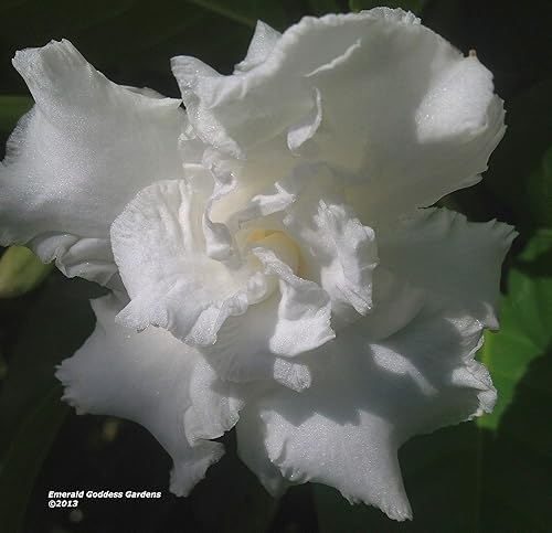 Miniatura 2 de Florida Gardenia Crepe Crape Jasmine Planta Semitropical Viva, Tabernaemontana Divaricata Flore Pleno, maceta de 4 pulgadas Esmeralda TM