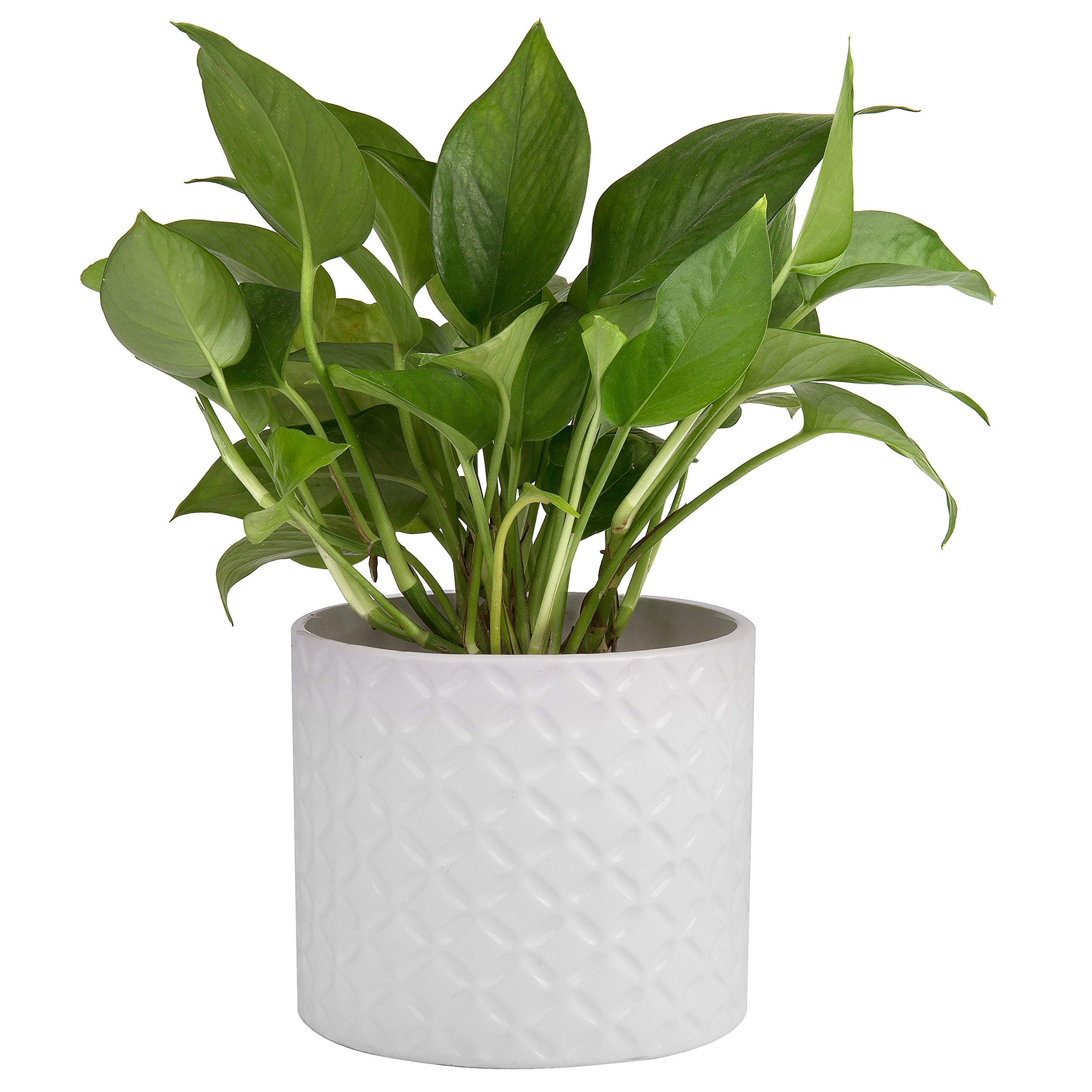 5 Inch White Ceramic Round Succulent Plant Pot Small Flower Planter With Diamond Texture Amazon Sg Garden