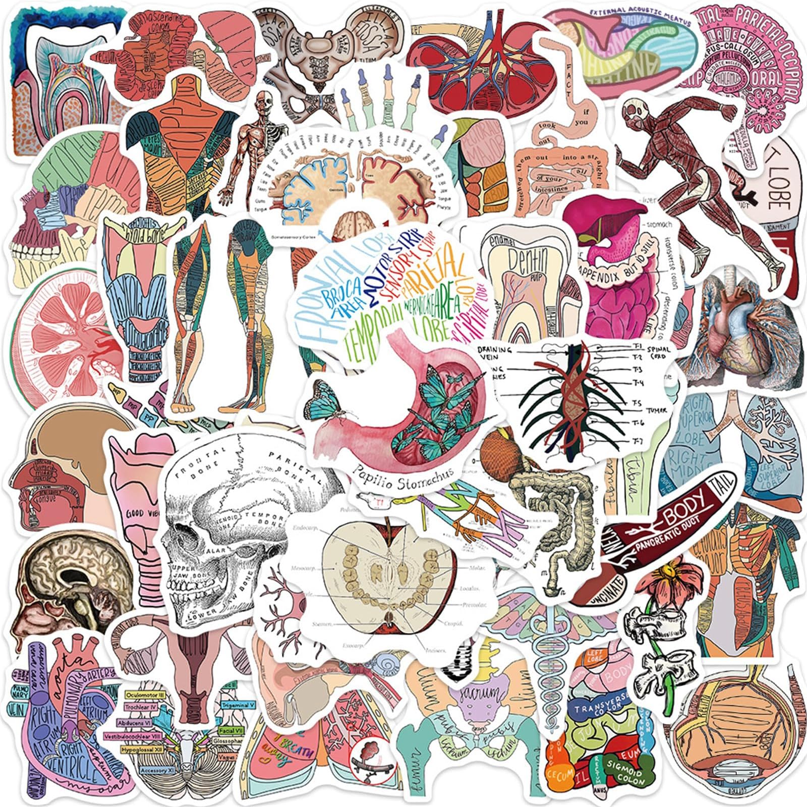 FXBUY 50Pcs Human Anatomy Stickers Decal, Waterproof Vinyl Skeleton Stickers Pack Brain Stickers, Physiology Stickers, Anatomy and Physiology Gifts for Teachers, Heart Anatomy Stickers (Human Anatomy)