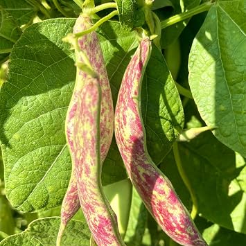 PREMIER SEEDS DIRECT - Climbing Italian BORLOTTO Bean - Lingua DI Fuoco 2-75 Grams 100 Seeds