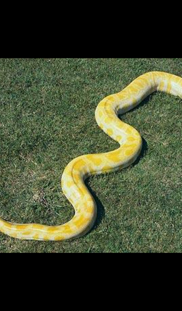 Burmese Python Wallpaper -- HD Wallpapers of Burmese Pythons!:Amazon.de ...