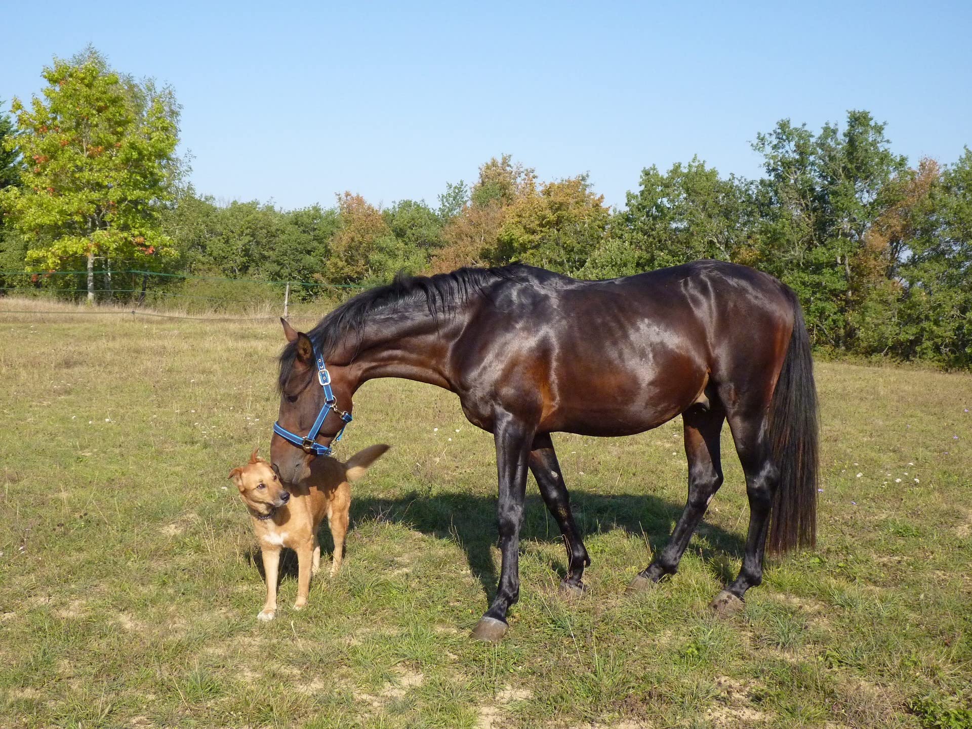 Scheidler horse-direkt MSM 1500 g Eimer (Methylsulfonylmethan) organischer Schwefel, hochrein, 34% Schwefel für Pferde, Ponys - inkl. Messlöffel