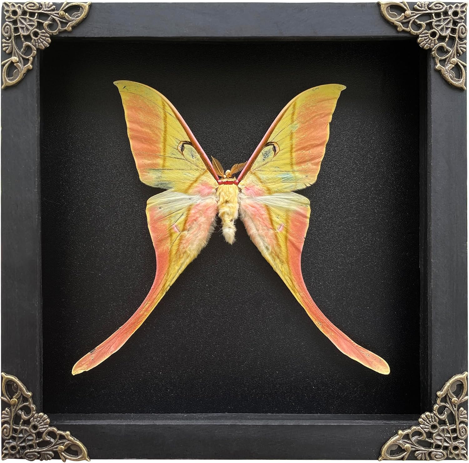 Real Actias Luna Moth Framed Butterfly Dead Insect Dried Bug Shadow Box Taxidermy Specimen Display Tabletop Decoration Artwork Gallery Decor Living K18-38-DE