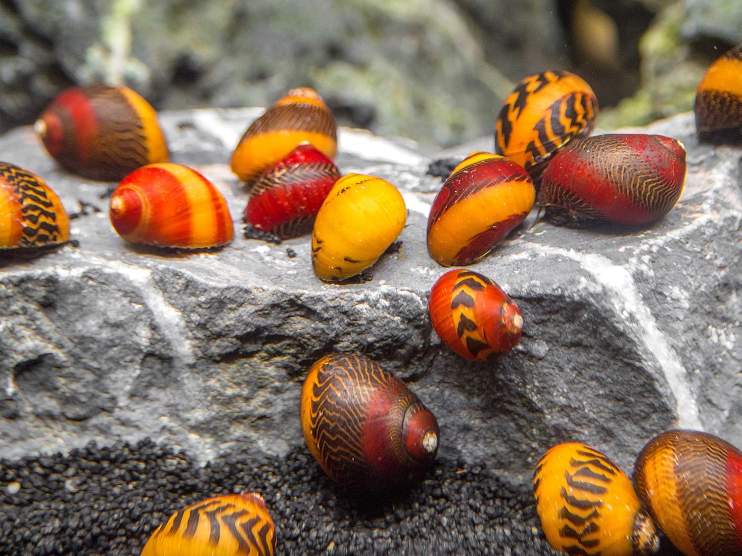 Aquatic Arts 3 Red and 3 Gold Racer Nerite Snail Combo Pack | Freshwater Aquarium Scraper/Nano Fish Tank Filter/Glass Clearing Snails