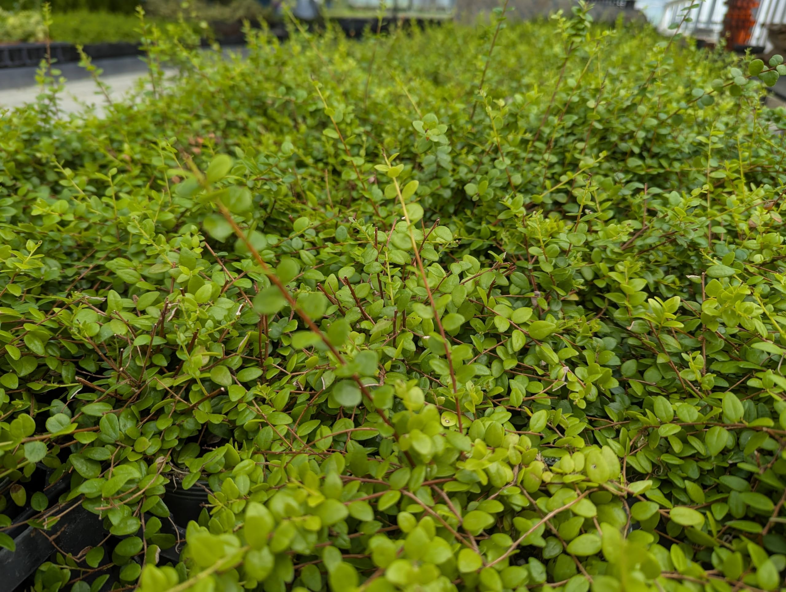 Amazon｜OZ-Plants 真珠コケモモ（シンジュコケモモ） 3号ロング 黒
