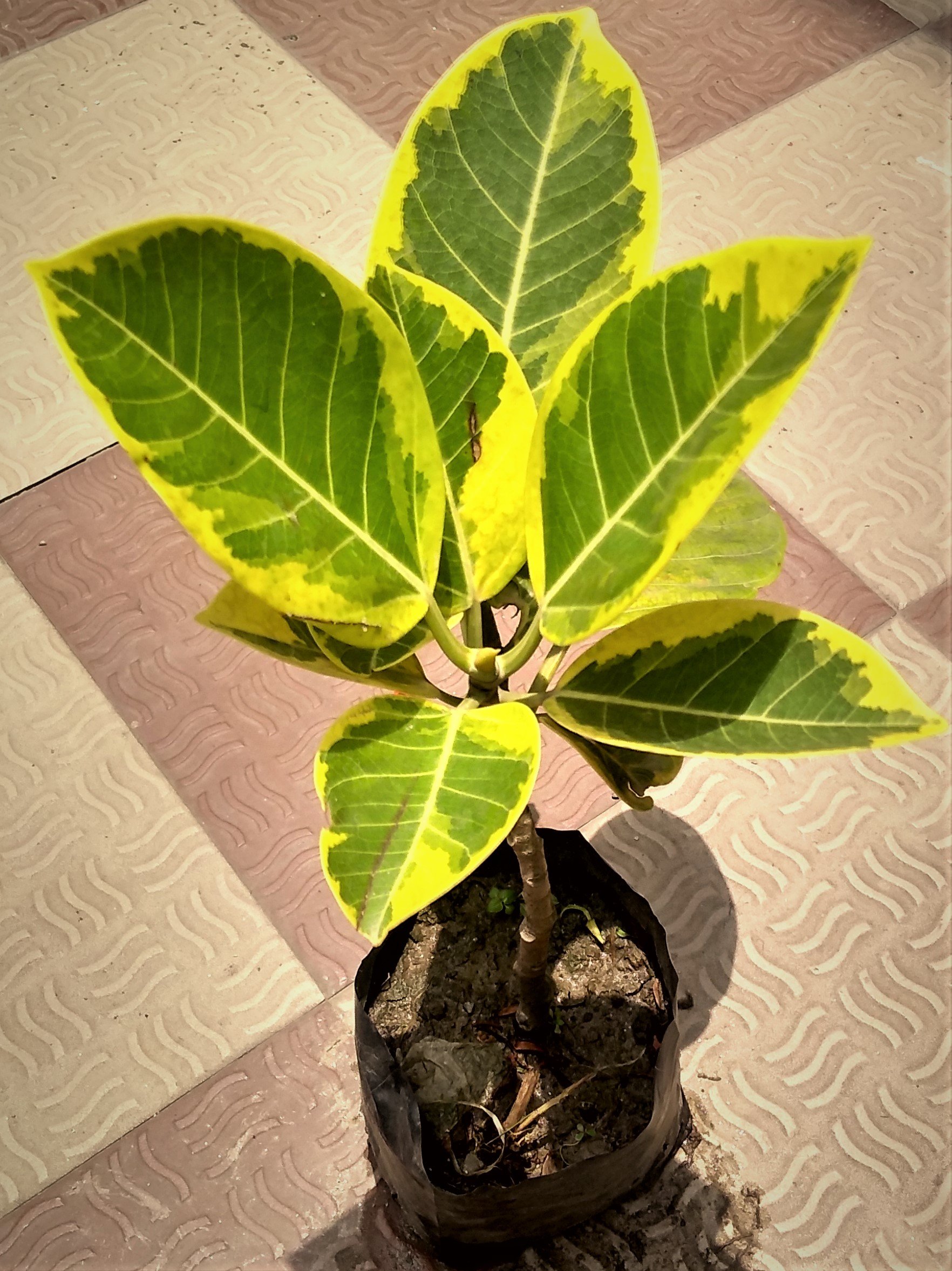 alocasia platinum variegata Buy Alocasia Black Velvet Pink Variegata Switzerland