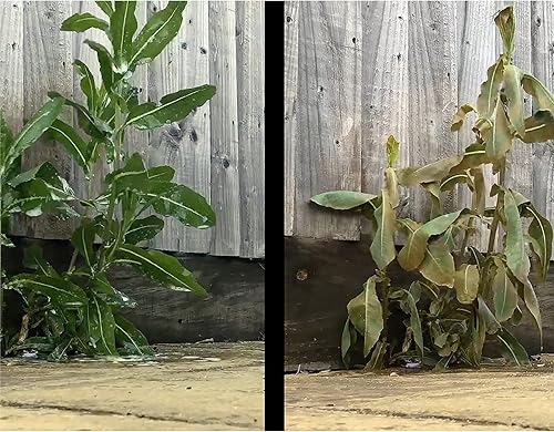 Miniatura 7 de Liquid Harvest - Surfactante para herbicidas no iónicos