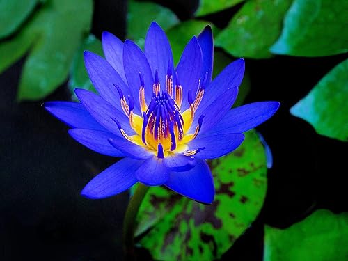 Semillas de loto para plantar, ideal para estanque koi, planta acuática, lirio acuático (30 semillas)