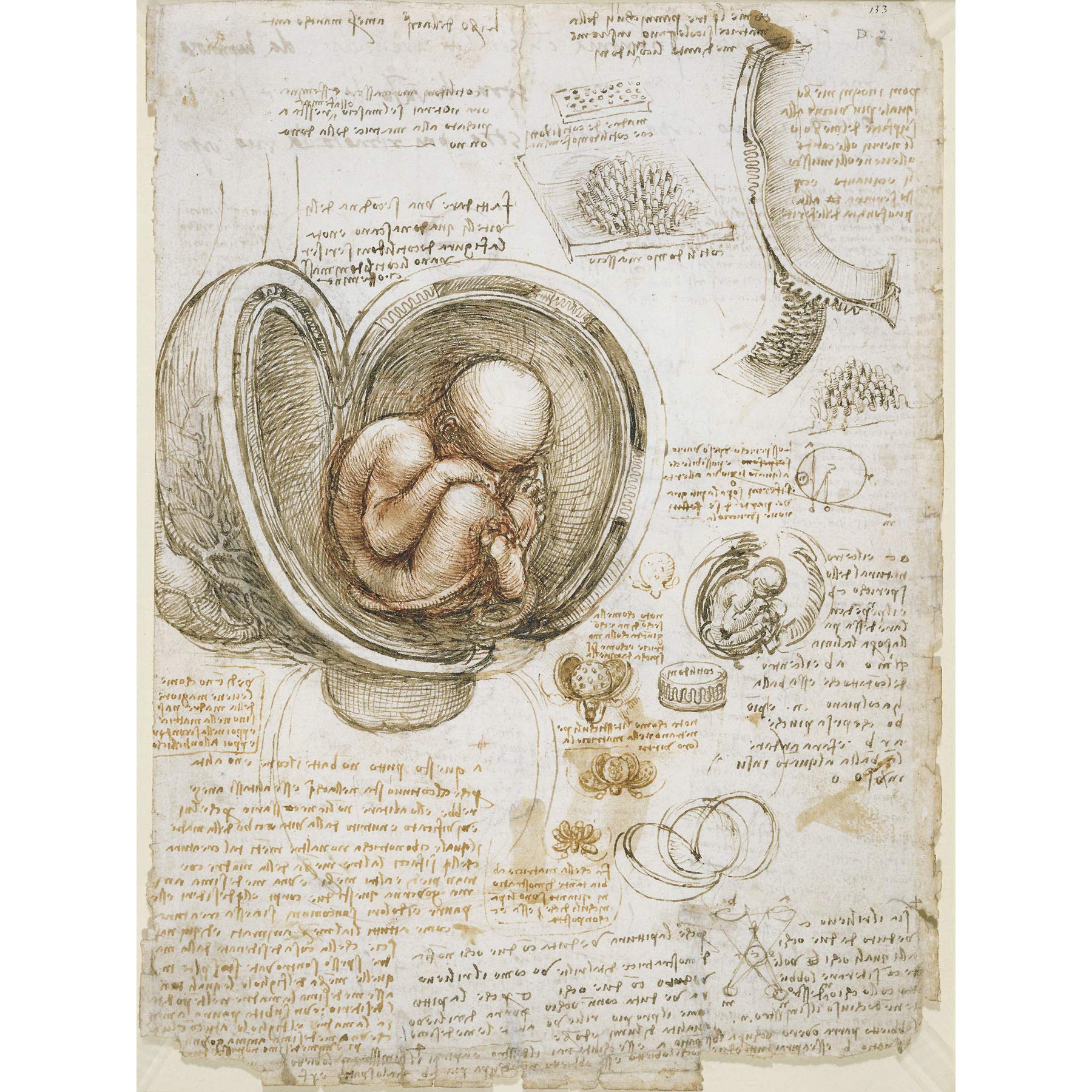 Artery8 Leonardo Da Vinci Studies Of The Foetus In Womb Premium Wall Art Canvas Print 18X24 Inch