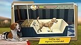 DogHotel - Meine Pension für Hunde