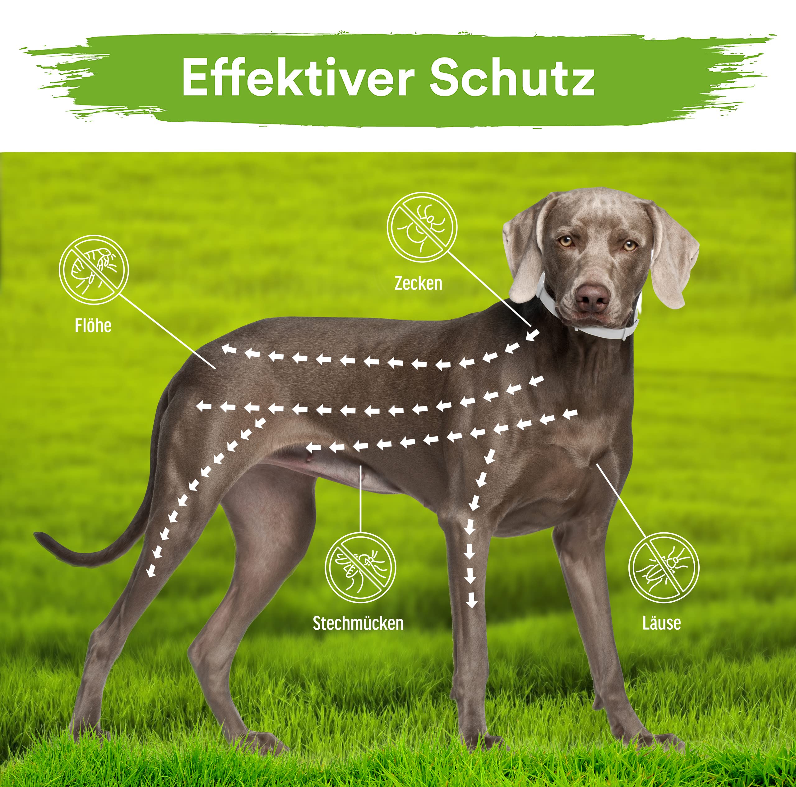MC-Royal® Premium Zeckenhalsband für Hunde - Effektiver Schutz vor Ungeziefern - wasserdicht und verstellbar - bis zu 8 Monate Zeckenschutz mit 100% natürlichen Inhaltsstoffen