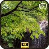 春の森のシャワー - 森の雨のテレビ睡眠補助