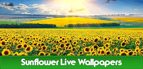 Sunflower Live Wallpapers