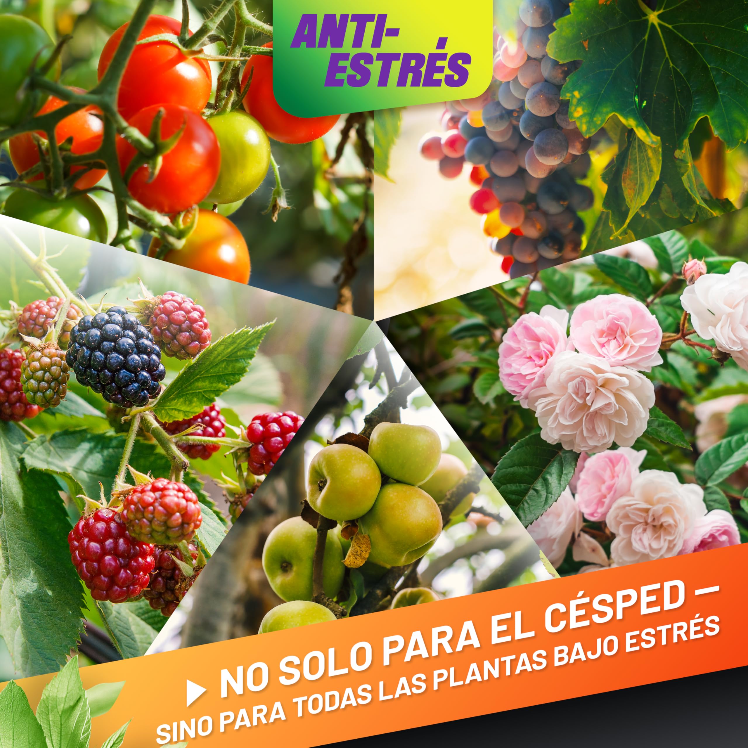 GRÜNTEK Abono Césped Otoño Invierno Verano Anti-Estrés NPK 15-5-24 – Fertilizante Césped Larga Duración 3 Meses, Protección Calor Sequía Heladas – Abono Universal Jardín Tomates Fresas Rosales 5 kg