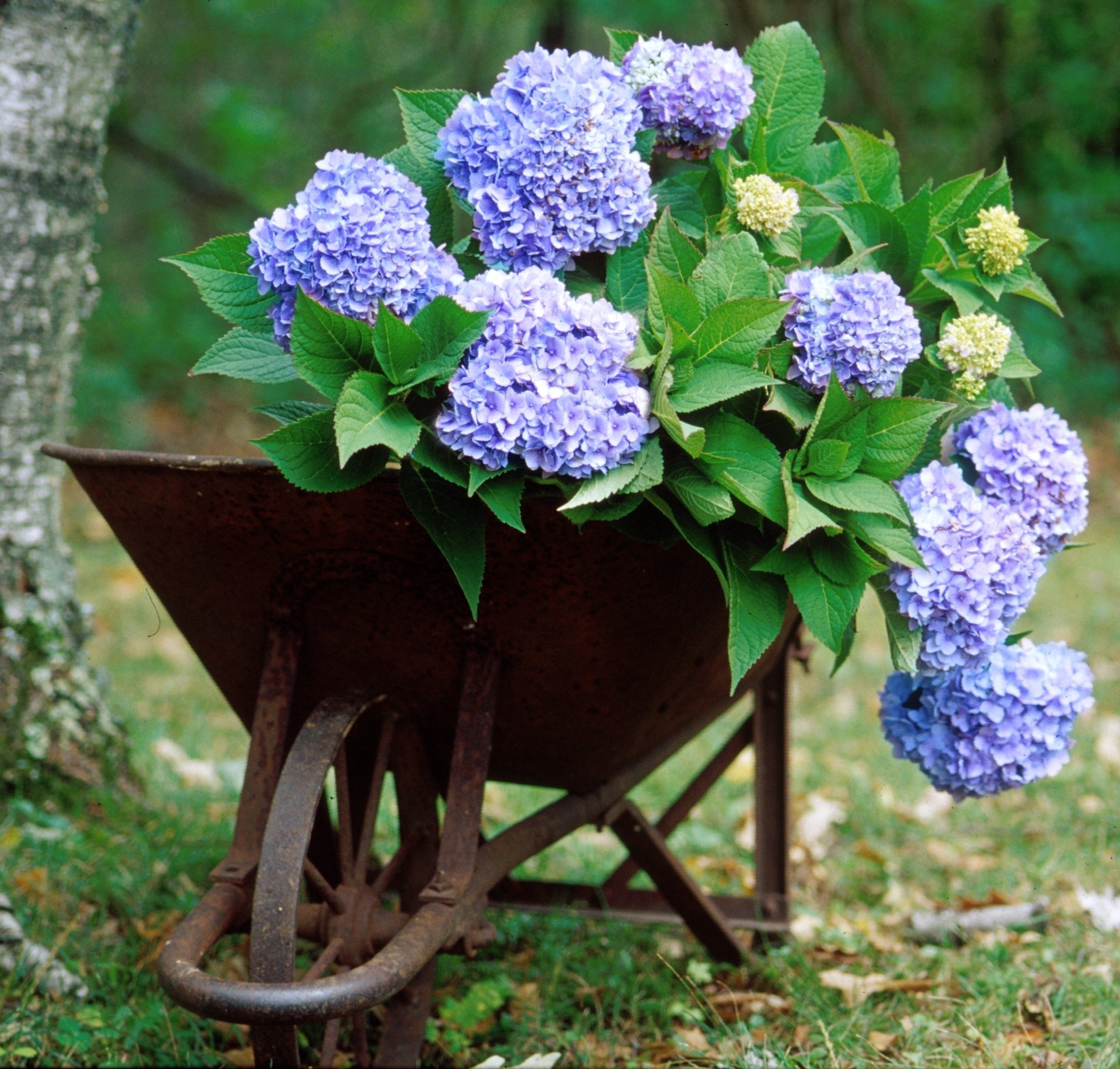 Hortensie Endless Summer 'The Original Blue' (Hydrangea macrophylla) -  Blaue Bauernhortensie von Garten Schlter - Pflanzen in Top Qualitt :  Amazon.de: Garten