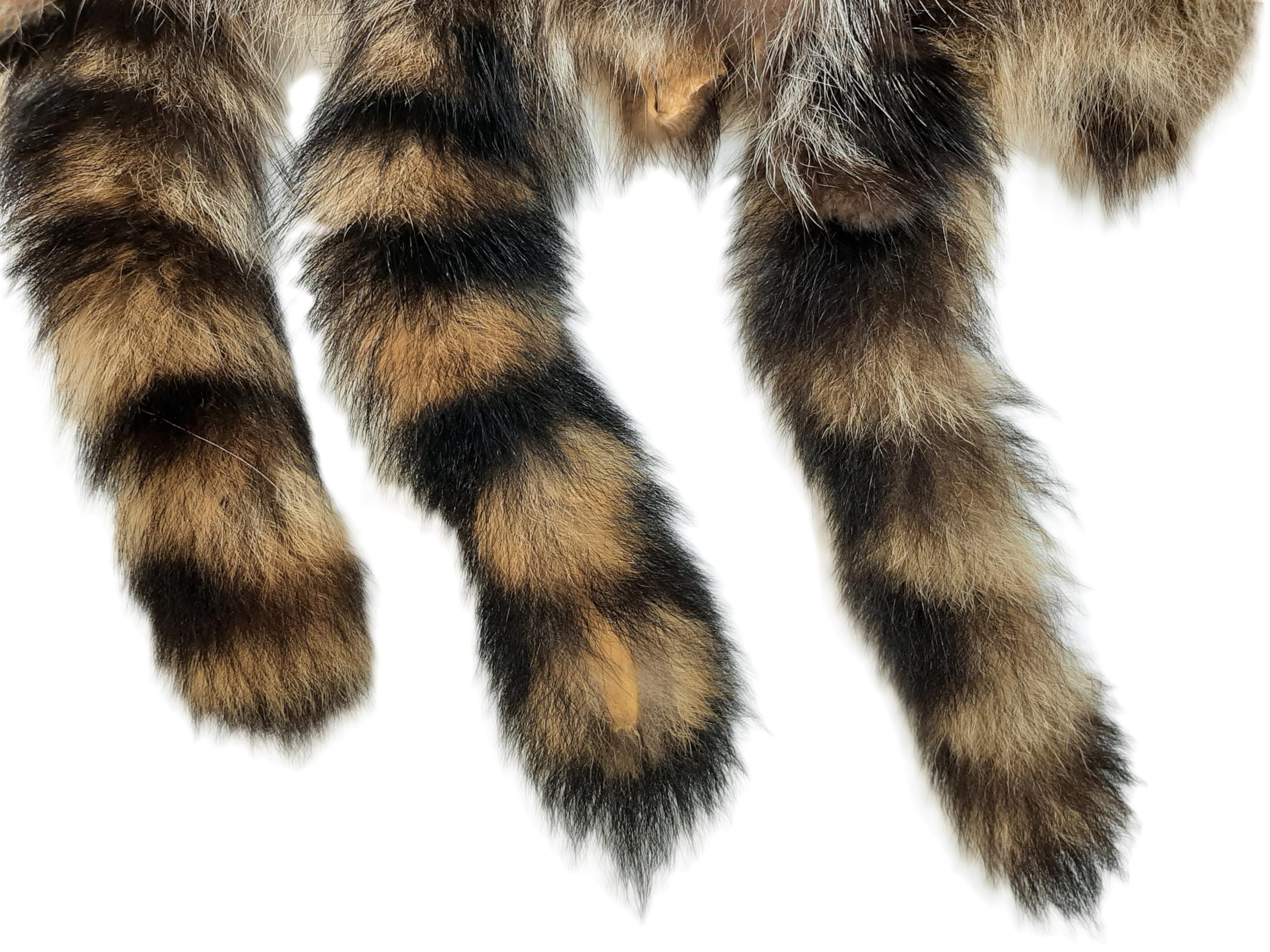 Amazon.com: Dakotaline Furs Raccoon Pelt/Hide : (40