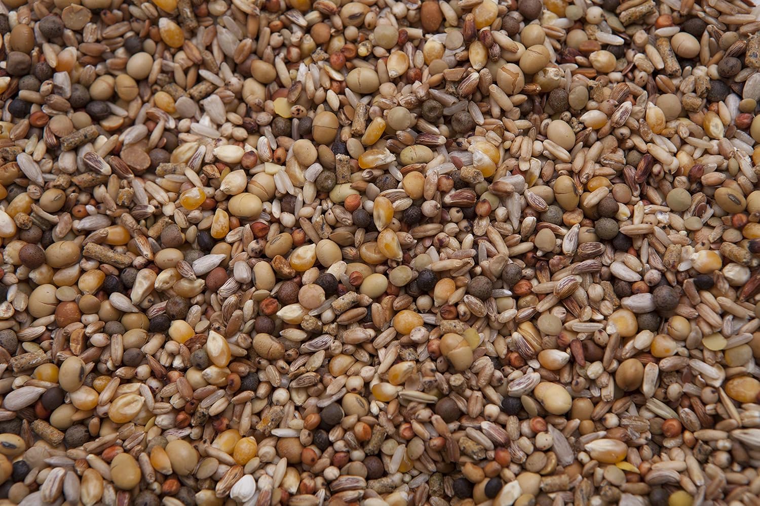 Squab Builder Pigeon Mix (18%) 20 lbs