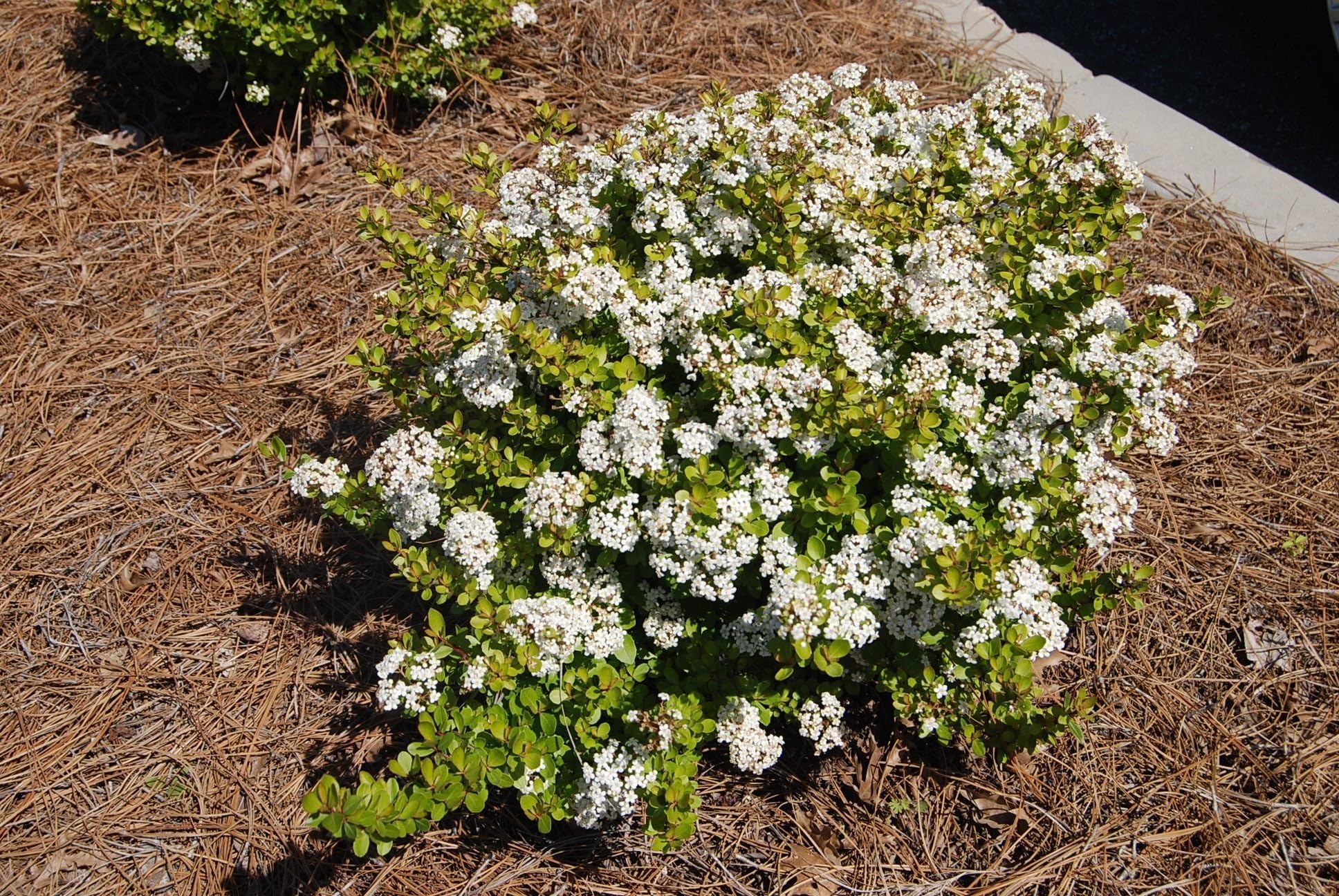 Viburnum Mrs. Schiller's Delight I 10 Live Plants I Dwarf Obovatum I Evergreen Shrub with Fragrant White Blooms, Ideal for Hedges, Borders, and