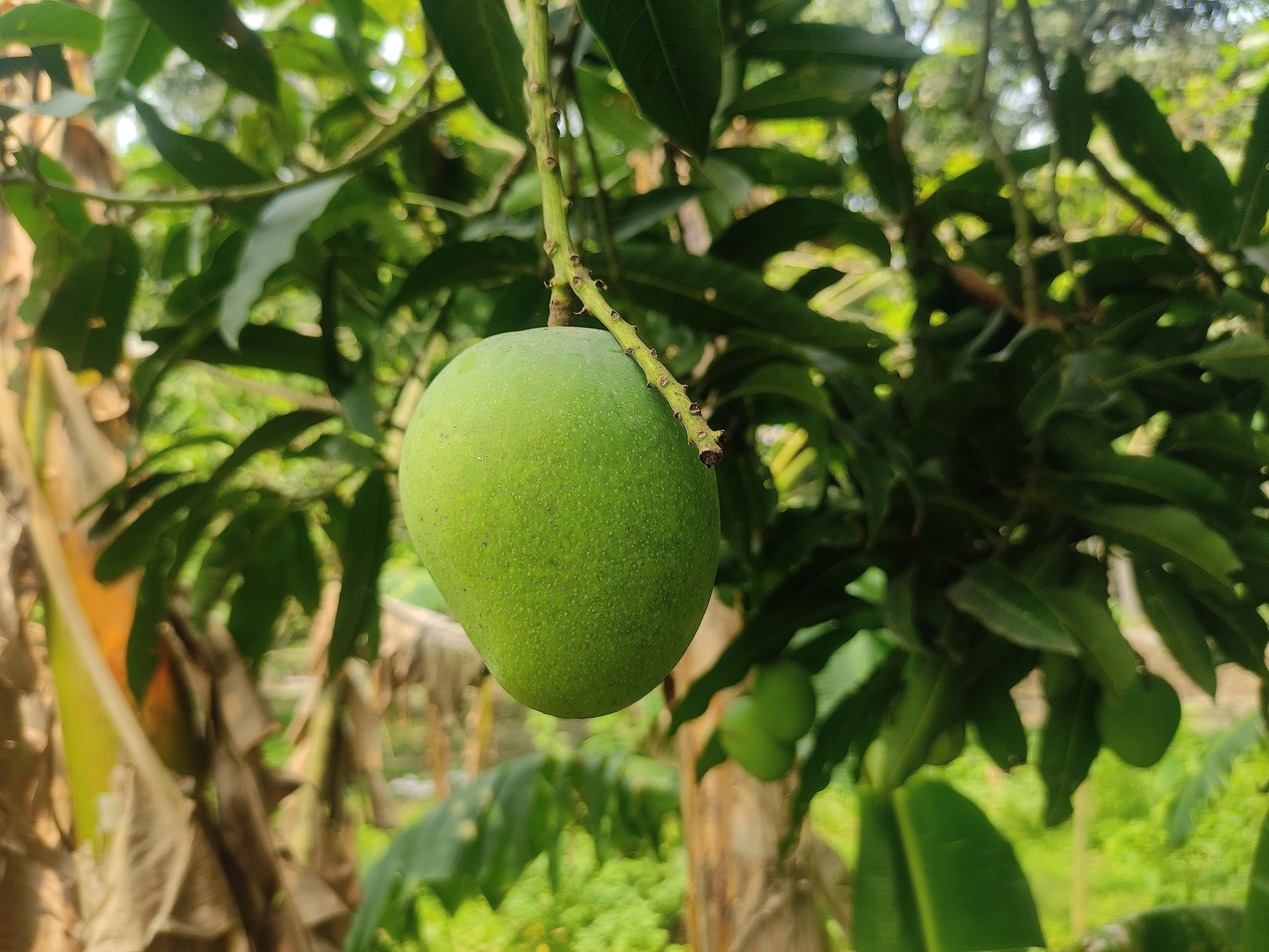 Himsagar Mango King Of Mango Fiber Free Live Grafted Plant Original Variety (B0BTTH6XTC) Amazon Price History, Amazon Price Tracker